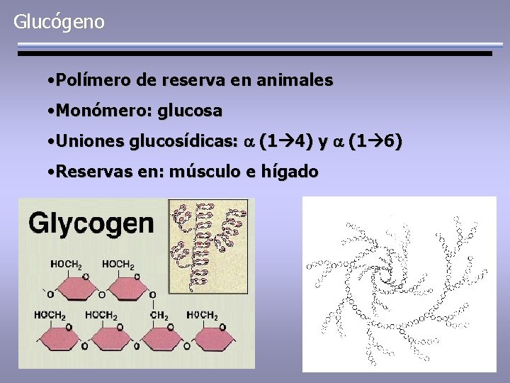 Glucógeno • Polímero de reserva en animales • Monómero: glucosa • Uniones glucosídicas: a