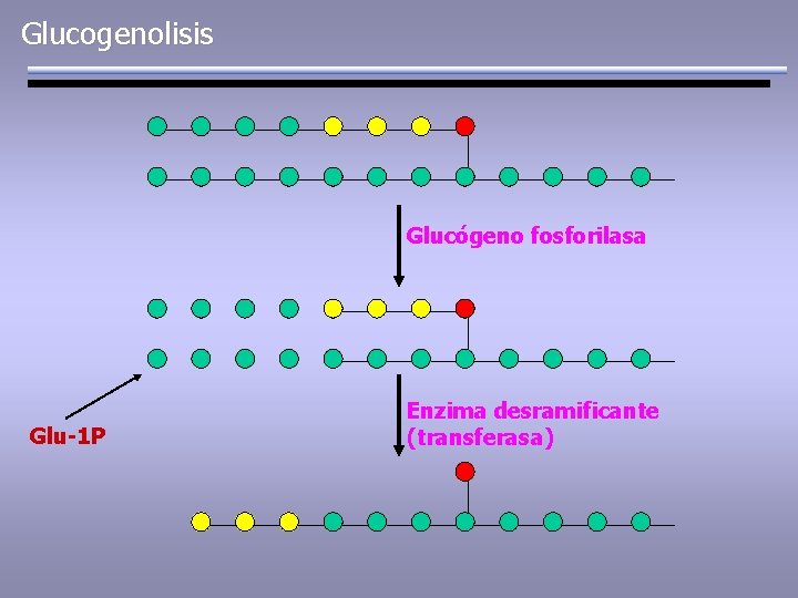 Glucogenolisis Glucógeno fosforilasa Glu-1 P Enzima desramificante (transferasa) 