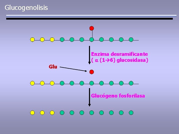 Glucogenolisis Enzima desramificante ( a (1 6) glucosidasa) Glucógeno fosforilasa 