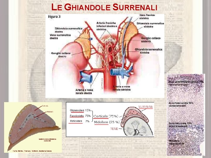 LE GHIANDOLE SURRENALI 