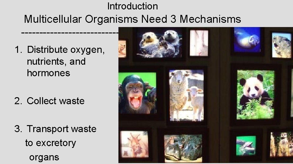 Introduction Multicellular Organisms Need 3 Mechanisms ------------------------------1. Distribute oxygen, nutrients, and hormones 2. Collect