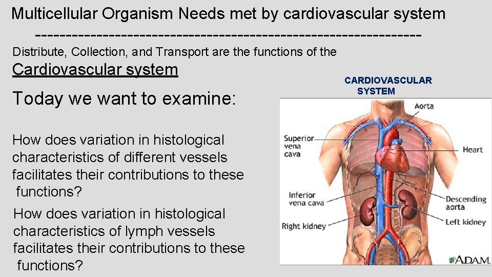 Multicellular Organism Needs met by cardiovascular system -------------------------------Distribute, Collection, and Transport are the functions