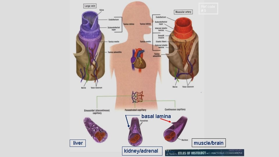 Ref code #9 basal lamina liver muscle/brain kidney/adrenal 