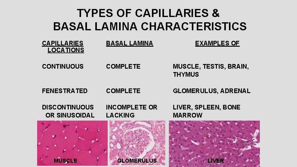 TYPES OF CAPILLARIES & BASAL LAMINA CHARACTERISTICS CAPILLARIES LOCATIONS BASAL LAMINA CONTINUOUS COMPLETE MUSCLE,