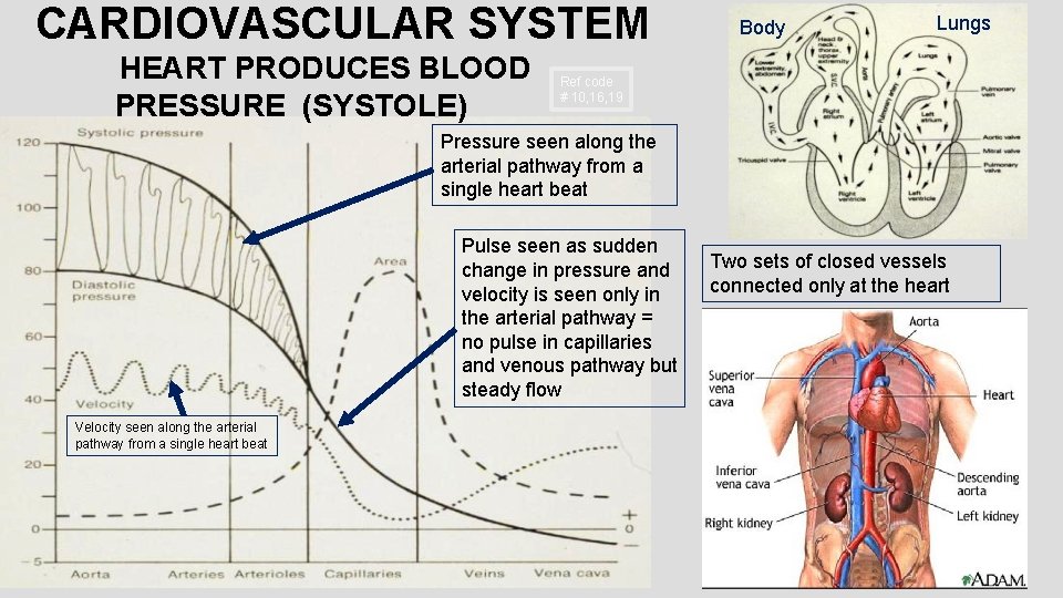 CARDIOVASCULAR SYSTEM HEART PRODUCES BLOOD PRESSURE (SYSTOLE) Body Lungs Ref code # 10, 16,