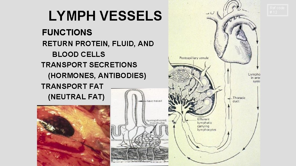 LYMPH VESSELS FUNCTIONS RETURN PROTEIN, FLUID, AND BLOOD CELLS TRANSPORT SECRETIONS (HORMONES, ANTIBODIES) TRANSPORT