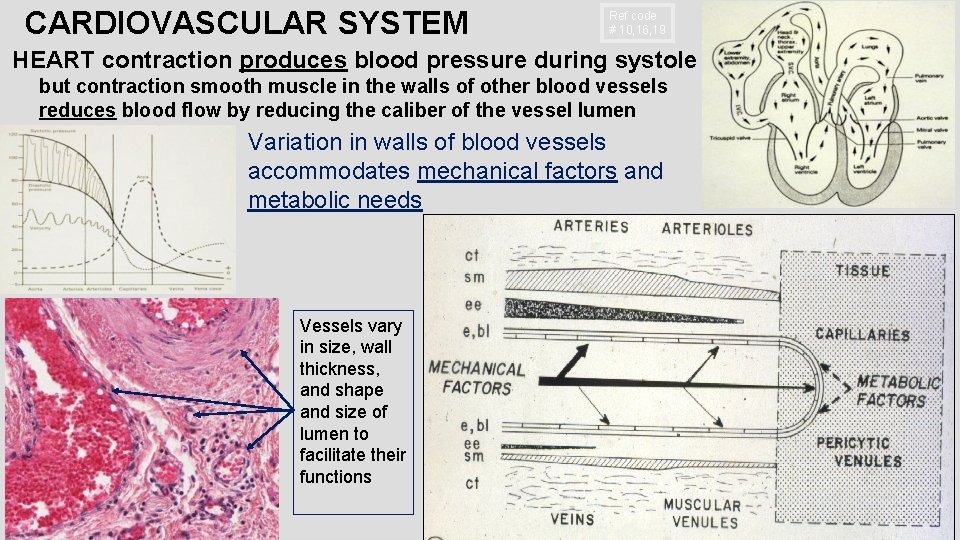 CARDIOVASCULAR SYSTEM Ref code # 10, 16, 19 HEART contraction produces blood pressure during