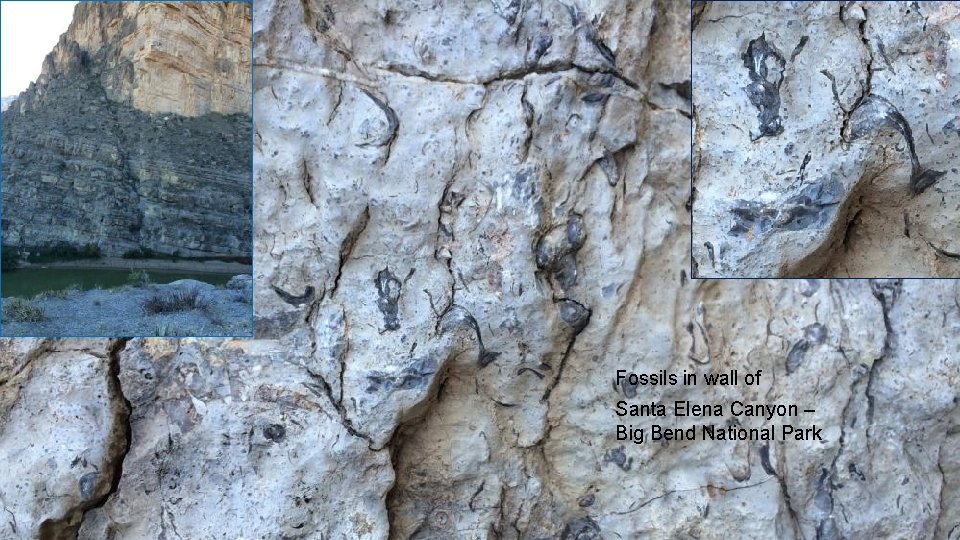 Fossils in wall of Santa Elena Canyon – Big Bend National Park 