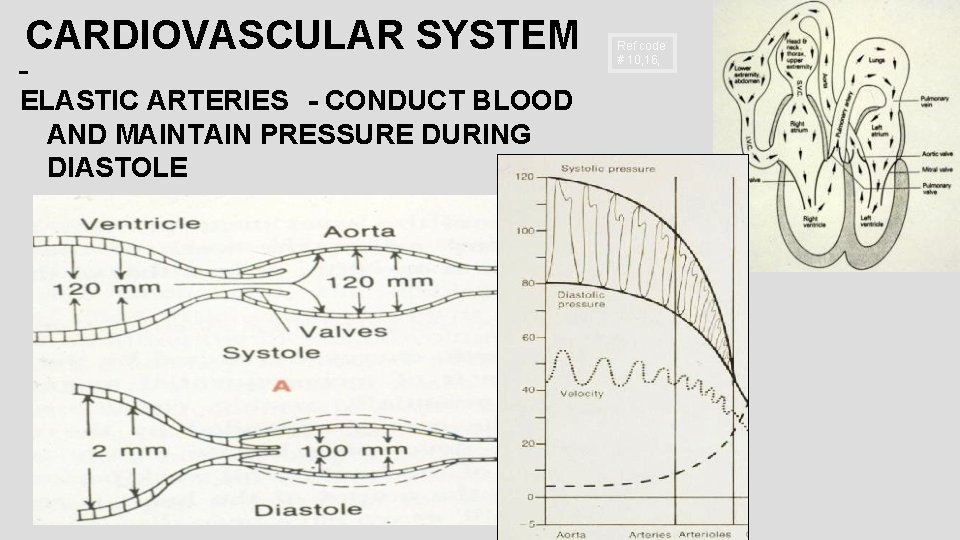 CARDIOVASCULAR SYSTEM ELASTIC ARTERIES - CONDUCT BLOOD AND MAINTAIN PRESSURE DURING DIASTOLE Ref code