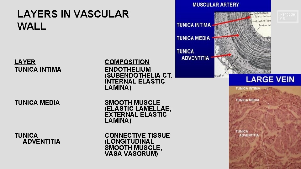 LAYERS IN VASCULAR WALL LAYER TUNICA INTIMA COMPOSITION ENDOTHELIUM (SUBENDOTHELIA CT. INTERNAL ELASTIC LAMINA)