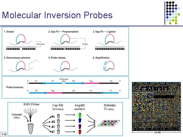 Molecular Inversion Probes CS 273 a Lecture 3, Spring 07, Batzoglou Molecular Inversion Probes CS 273 a Lecture 3, Spring 07, Batzoglou