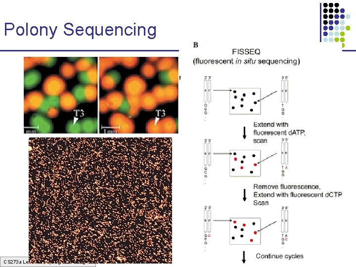 Polony Sequencing CS 273 a Lecture 3, Spring 07, Batzoglou Polony Sequencing CS 273 a Lecture 3, Spring 07, Batzoglou