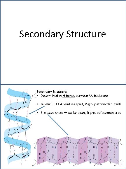 Secondary Structure: • Determined by H-bonds between AA-backbone • α-helix AA 4 residues apart,
