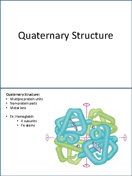 Quaternary Structure: • Multiple protein units • Non-protein parts • Metal ions • Ex:
