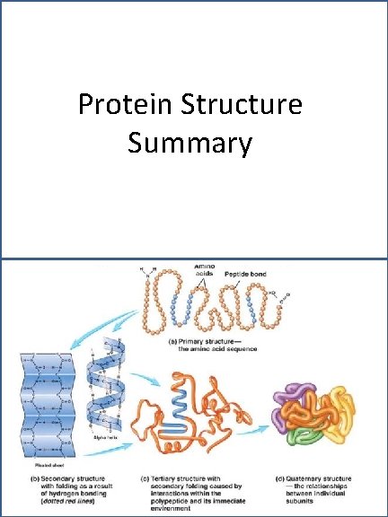 Protein Structure Summary 