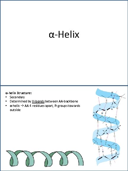 α-Helix α-helix Structure: • Secondary • Determined by H-bonds between AA-backbone • α-helix AA