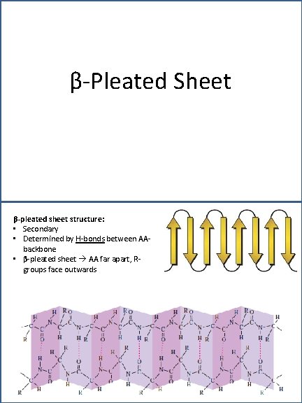 β-Pleated Sheet β-pleated sheet structure: • Secondary • Determined by H-bonds between AAbackbone •