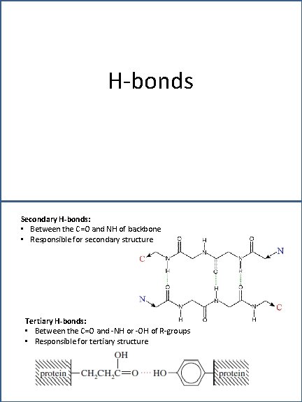 H-bonds Secondary H-bonds: • Between the C=O and NH of backbone • Responsible for