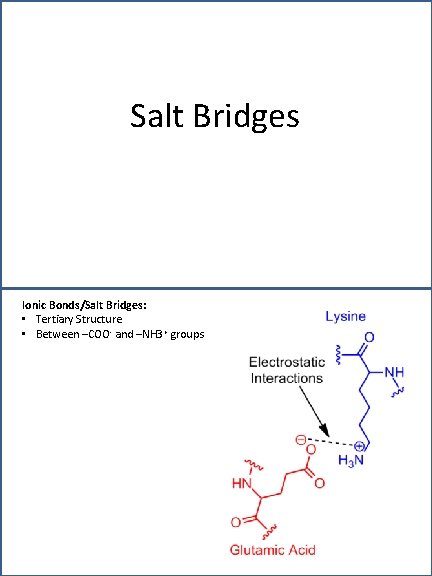 Salt Bridges Ionic Bonds/Salt Bridges: • Tertiary Structure • Between –COO- and –NH 3+