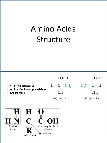 Amino Acids Structure Amino Acid Structure: • Amide, CA, R-group (variable) • D/L Isomers