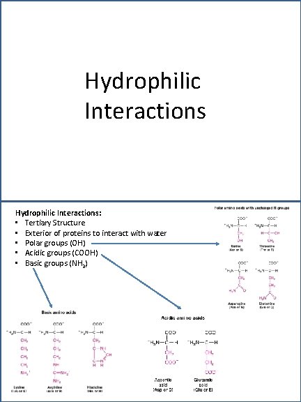 Hydrophilic Interactions: • Tertiary Structure • Exterior of proteins to interact with water •