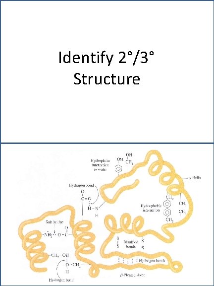 Identify 2°/3° Structure 
