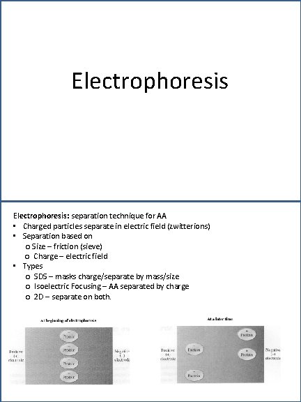 Electrophoresis: separation technique for AA • Charged particles separate in electric field (zwitterions) •