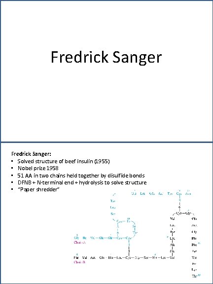 Fredrick Sanger: • Solved structure of beef insulin (1955) • Nobel prize 1958 •