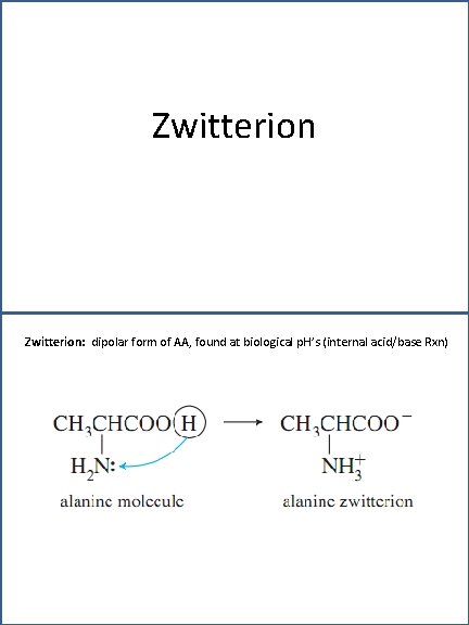 Zwitterion: dipolar form of AA, found at biological p. H’s (internal acid/base Rxn) 