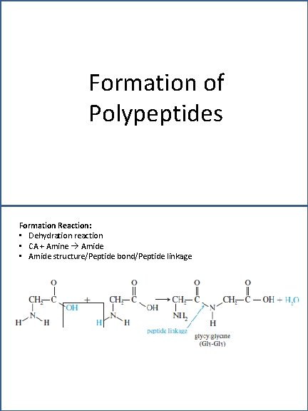 Formation of Polypeptides Formation Reaction: • Dehydration reaction • CA + Amine Amide •