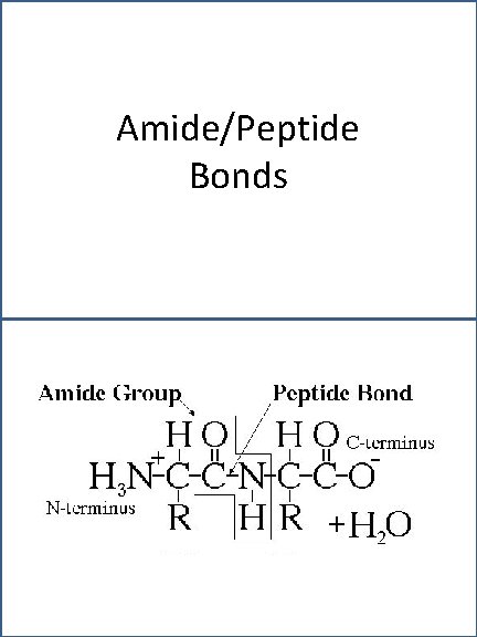 Amide/Peptide Bonds 