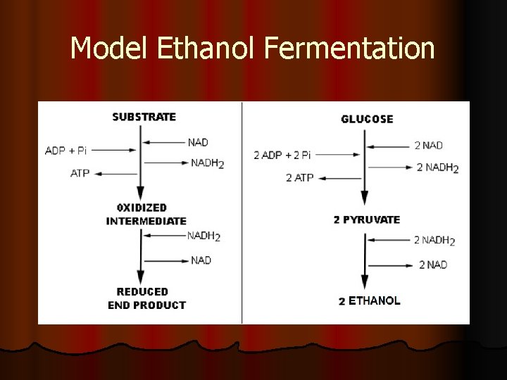 Model Ethanol Fermentation 