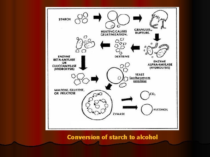 Conversion of starch to alcohol 