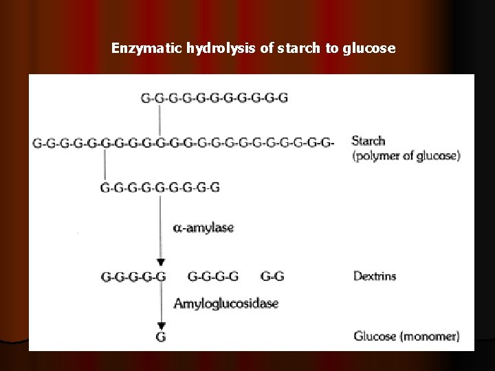 Enzymatic hydrolysis of starch to glucose 