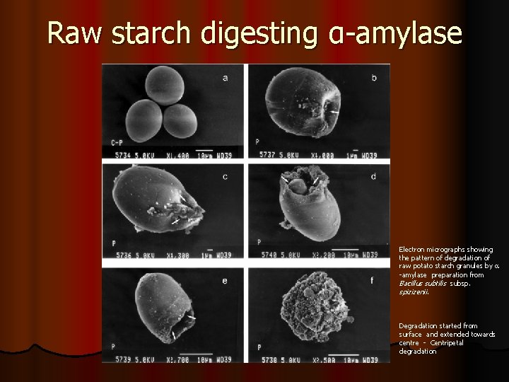 Raw starch digesting α-amylase Electron micrographs showing the pattern of degradation of raw potato