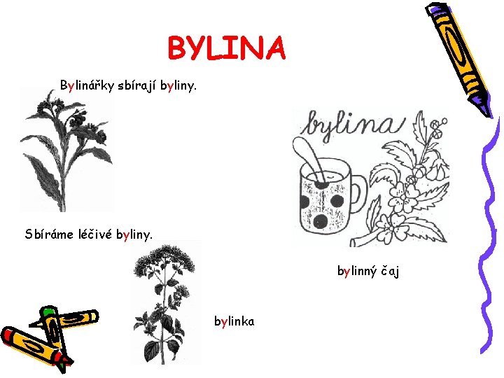 BYLINA Bylinářky sbírají byliny. Sbíráme léčivé byliny. bylinný čaj bylinka 