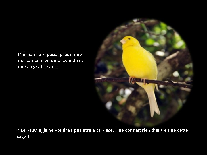 L’oiseau libre passa près d’une maison où il vit un oiseau dans une cage