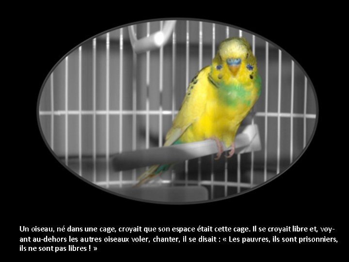 Un oiseau, né dans une cage, croyait que son espace était cette cage. Il