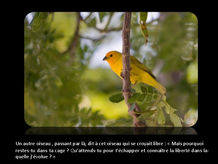 Un autre oiseau , passant par là, dit à cet oiseau qui se croyait