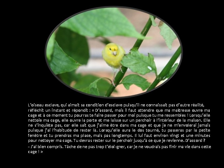 L’oiseau esclave, qui aimait sa condition d’esclave puisqu’il ne connaissait pas d’autre réalité, réfléchit