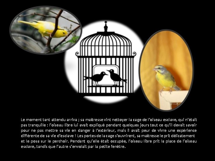Le moment tant attendu arriva ; sa maîtresse vint nettoyer la cage de l’oiseau
