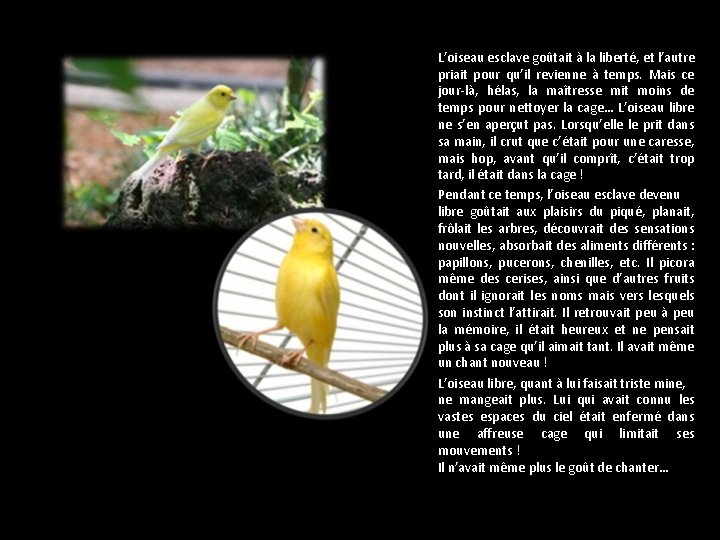 L’oiseau esclave goûtait à la liberté, et l’autre priait pour qu’il revienne à temps.