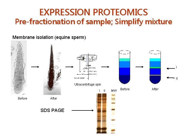 EXPRESSION PROTEOMICS Pre-fractionation of sample; Simplify mixture Membrane isolation (equine sperm) I II Ultracentrifuge