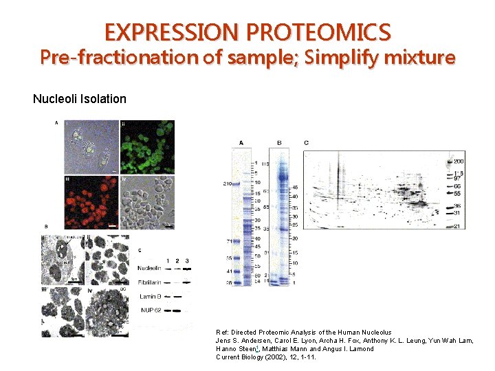 EXPRESSION PROTEOMICS Pre-fractionation of sample; Simplify mixture Nucleoli Isolation Ref: Directed Proteomic Analysis of