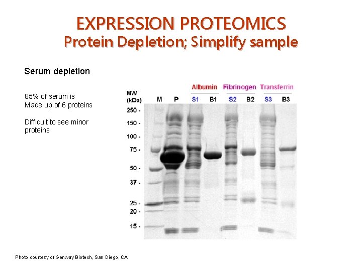 EXPRESSION PROTEOMICS Protein Depletion; Simplify sample Serum depletion 85% of serum is Made up