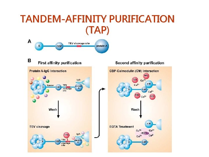 TANDEM-AFFINITY PURIFICATION (TAP) 