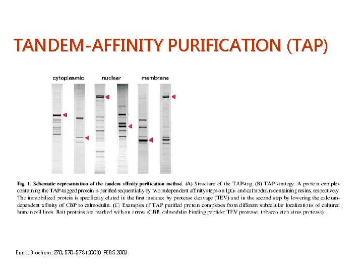 TANDEM-AFFINITY PURIFICATION (TAP) Eur. J. Biochem. 270, 570– 578 (2003) FEBS 2003 