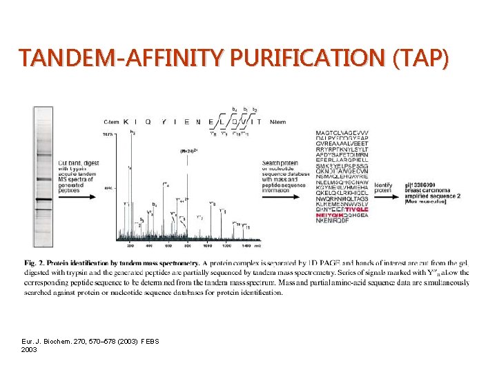 TANDEM-AFFINITY PURIFICATION (TAP) Eur. J. Biochem. 270, 570– 578 (2003) FEBS 2003 