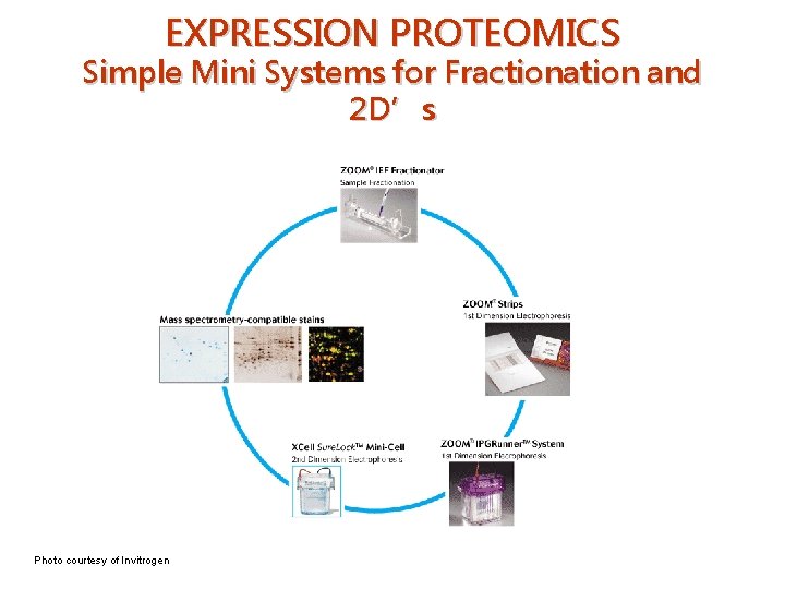 EXPRESSION PROTEOMICS Simple Mini Systems for Fractionation and 2 D’s Photo courtesy of Invitrogen