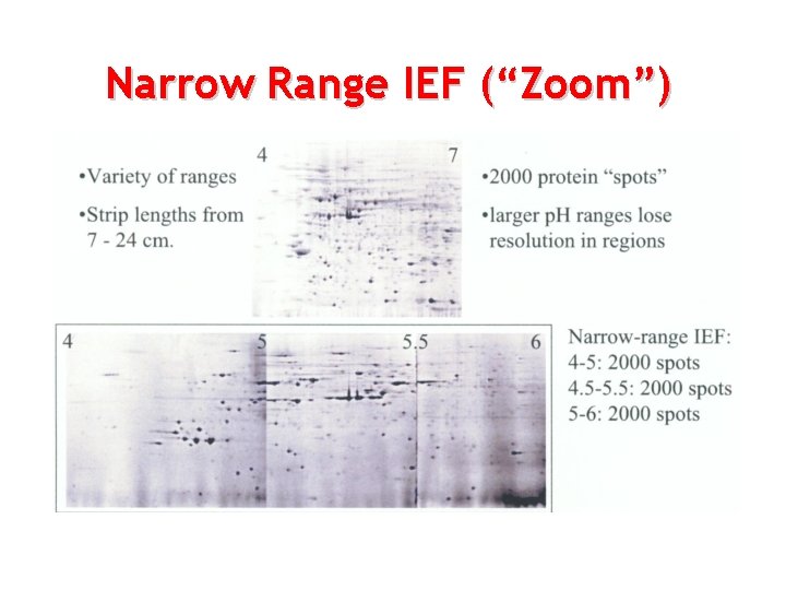 Narrow Range IEF (“Zoom”) 